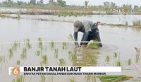 Petani menanam padi di sawah Desa Handil Negara Tanah Laut setelah gagal panen