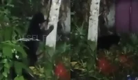 Seekor beruang madu mengeruk sampah di belakang rumah warga Jalan Kodeco Km 3,5 Batulicin Tanah Bumbu dalam video viral media sosial