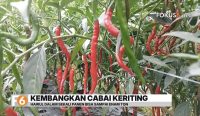 Kisah sukses petani muda di Tanah Laut panen cabai keriting hingga 6 ton