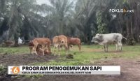 Universitas Lambung Mangkurat (ULM) menghadirkan terobosan membantu biaya pendidikan mahasiswa. Kampus menyalurkan bantuan dari unit bisnis penggemukan sapi.