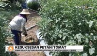 Petani muda di Tanah Laut sukses panen tomat hingga 12 ton. Hairul mampu meraup ratusan juta rupiah dan memberdayakan warga sekitar.