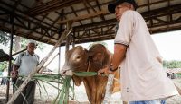 Pemkot Banjarbaru menyerahkan bantuan sapi kurban Presiden RI kepada panitia Masjid Al Mustagfirin di Kecamatan Cempaka.