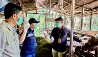 DKP3 Balangan memeriksa kesehatan hewan kurban di Kecamatan Juai untuk memastikan daging kurban aman, sehat, utuh, dan halal jelang Idul Adha 1447 Hijriah.