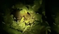 Seekor beruang madu berbulu hitam berkuku panjang masuk kawasan permukiman warga Bungkukan, Kecamatan Kelumpang Barat, Kotabaru