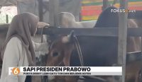 Siti Aisyah, peternak Banjar, kembali memasok sapi kurban untuk Presiden Prabowo. Ketekunan enam tahun berbuah kebanggaan.