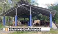 Pedagang hewan kurban di Pasar Hewan Kabupaten Banjar mengeluhkan penjualan sapi yang sepi. Mereka menilai banyaknya sapi dari Pulau Jawa.