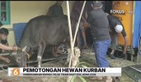Warga Teluk Tiram Banjarmasin Barat melaksanakan penyembelihan hewan kurban di Langgar Darul Iman dengan penuh kebersamaan saat Idul Adha.