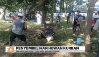 Pemkab Tanah Laut menyembelih lima hewan kurban usai Salat Idul Adha 1447 Hijriah. Tim dokter hewan memastikan hewan dalam kondisi sehat