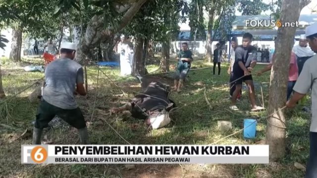 Pemkab Tanah Laut menyembelih lima hewan kurban usai Salat Idul Adha 1447 Hijriah. Tim dokter hewan memastikan hewan dalam kondisi sehat