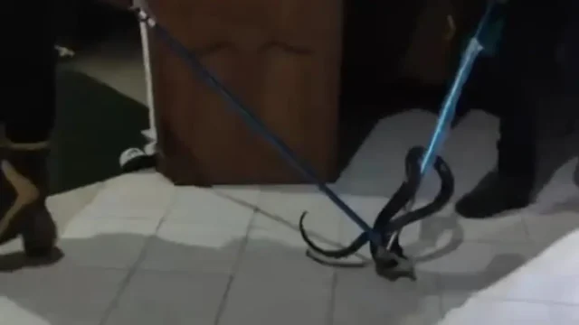 Damkar Simpang Empat Tanah Bumbu mengevakuasi ular kobra dari kamar mandi rumah warga di Desa Kupang Berkah Jaya, Tanah Bumbu, Kamis malam.