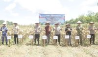 Polda Kalsel mengikuti panen raya jagung di Kecamatan Bati-Bati Tanah Laut