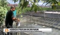 Kenaikan harga pakan ikan di Kabupaten Banjar membuat biaya produksi budidaya meningkat. Pembudidaya berharap pemerintah segera memberikan solusi dan bantuan.