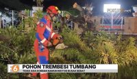 Pohon trembesi tumbang di Jalan Pangeran Abdurrahman Martapura saat hujan dan angin kencang. Sebuah sepeda motor tertimpa, namun pengendaranya selamat.