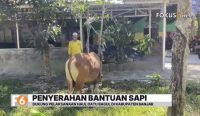 Bupati Banjar Saidi Mansyur kembali menyerahkan satu ekor sapi untuk mendukung konsumsi ribuan jemaah pada pelaksanaan Haul Datu Bagul di Martapura Timur.