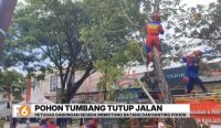 Pohon berukuran besar tumbang dan menutup Jalan Veteran Sungai Sipai, Martapura. Petugas mengevakuasi pohon selama hampir satu jam