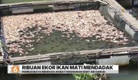 Ribuan ekor ikan nila di keramba jala apung Desa Arfat, Kecamatan Karang Intan, mati mendadak. Pembudidaya mengalami kerugian hingga puluhan juta rupiah