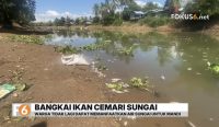 Ribuan bangkai ikan mencemari Sungai Martapura di Desa Pingaran Ilir, Kabupaten Banjar. Bau menyengat membuat warga menghentikan penggunaan air sungai