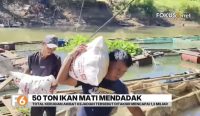 DKPP Kabupaten Banjar memastikan kematian massal ikan di keramba jala apung bukan akibat pencemaran. Kerugian pembudidaya diperkirakan mencapai Rp1,3 miliar.