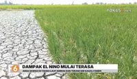 Dampak El Nino mulai dirasakan petani di Tanah Laut. Sawah di Desa Handil Negara mengering akibat berkurangnya pasokan air