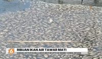 Ribuan ikan air tawar mati di kawasan persawahan Desa Handil Negara, Tanah Laut. Bangkai ikan menimbulkan bau busuk