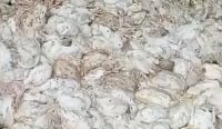 Lebih dari 5.000 ayam pedaging di Desa Aluan Sumur, HST, mati akibat kepanasan saat pemadaman listrik berlangsung lebih dari lima jam.