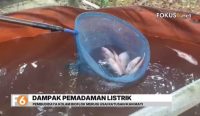 Pemadaman listrik hampir enam jam membuat sekitar 200 ikan nila di kolam bioflok Desa Tungkaran, Kabupaten Banjar, mati akibat aerator berhenti beroperasi.