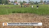 Sebanyak 331 hektare sawah di Kabupaten Banjar terdampak kekeringan akibat kemarau panjang. Petani berharap hujan segera turun agar terhindar dari ancaman gagal panen.