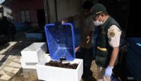 Ekspor belut hidup asal Kalimantan Selatan menembus Rp10,14 miliar hingga Juli 2026. Barantin memperkuat pendampingan agar komoditas lokal semakin kompetitif
