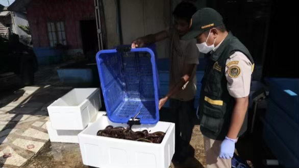 Ekspor belut hidup asal Kalimantan Selatan menembus Rp10,14 miliar hingga Juli 2026. Barantin memperkuat pendampingan agar komoditas lokal semakin kompetitif