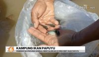 Pemprov Kalsel menyalurkan 20 ribu bibit ikan papuyu dan 90 karung pakan untuk memperkuat Kampung Ikan Papuyu di Kecamatan Karang Intan