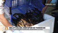 Ekspor belut hidup Kalimantan Selatan ke Tiongkok mencapai Rp10,14 miliar sepanjang Januari–Juli 2026.