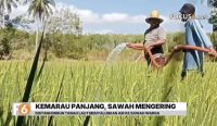 Distanhorbun Tanah Laut menyalurkan air ke sawah petani menggunakan irigasi mobile untuk menjaga tanaman padi dari kekeringan.