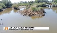 Air laut masuk ke saluran irigasi sawah di Kurau, Tanah Laut. Tanaman padi mengering dan petani khawatir gagal panen.