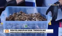 Polda Kalsel menggagalkan penyelundupan 64 kilogram sisik trenggiling di Banjarmasin.