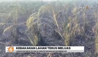 Karhutla di Desa Tungkaran, Kabupaten Banjar, membakar sekitar lima hektare lahan dan tanaman padi yang mulai berbuah.