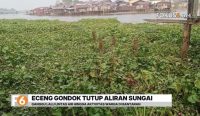 Eceng gondok menutupi Sungai Martapura di Teluk Tiram Laut dan Mantuil, Banjarmasin. Warga meminta PUPR segera mengerahkan ekskavator amfibi.