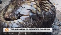 Sukarelawan damkar menemukan trenggiling saat patroli karhutla di Sungai Andai, Banjarmasin. BKSDA Kalsel menyiapkan pelepasliaran satwa dilindungi tersebut.