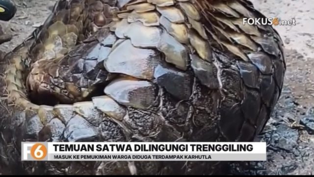 Sukarelawan damkar menemukan trenggiling saat patroli karhutla di Sungai Andai, Banjarmasin. BKSDA Kalsel menyiapkan pelepasliaran satwa dilindungi tersebut.