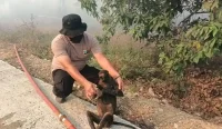 Karhutla Kalsel menewaskan 12 bekantan di Hulu Sungai Selatan. BKSDA mencatat satwa lain juga mati dan habitat liar terancam kebakaran.